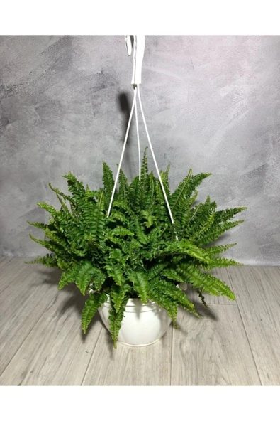 Aşk Merdiveni ( Fujer ) Askılı ürün görseli