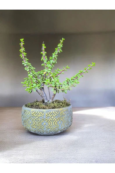 Beton Saksılı Afra Bonsai Yeşim Ağacı - Resim 3