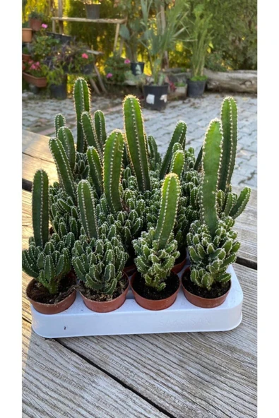 Cereus Peruvianus - Resim 3