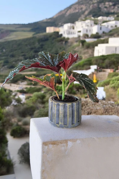 Beton Sütün Saksıda Çilli Begonya - 4