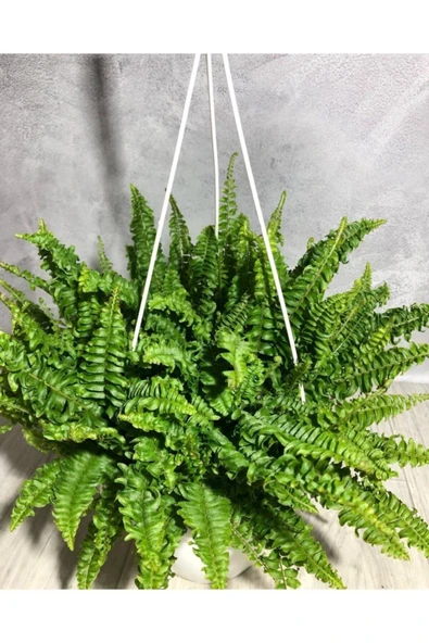 Aşk Merdiveni ( Fujer ) Askılı - Resim 2