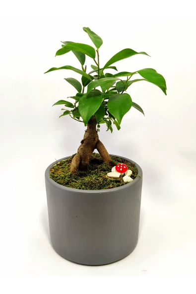 Dekoratif Desenli Saksıda Mini Bonsai - 3