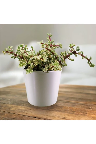 Hediyelik Dekoratif Saksıda Para Ağacı Bereket Ağacı Afra Bonsai