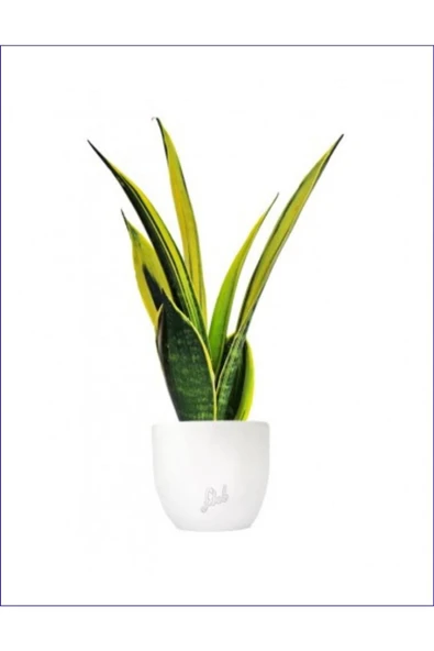 Paşa Kılıcı Dekoratif Saksıda Kampanya ürün görseli