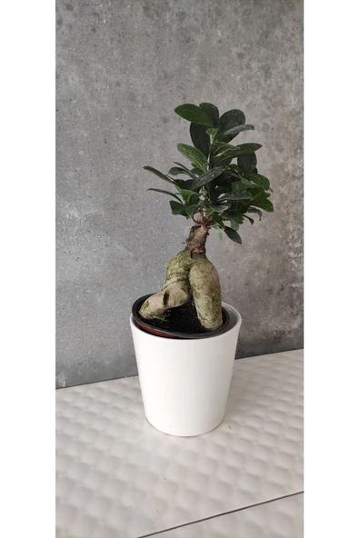 Ficus Bonsai Agacı Seramik Saksıda (peri ) - Resim 2