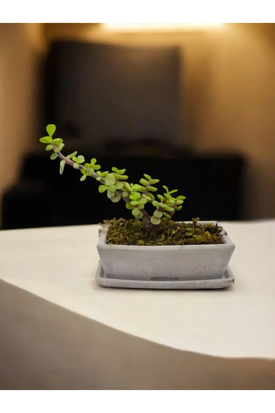 Tabaklı Taş Saksılı Afra Bonsai Yeşim Ağacı - Resim 2