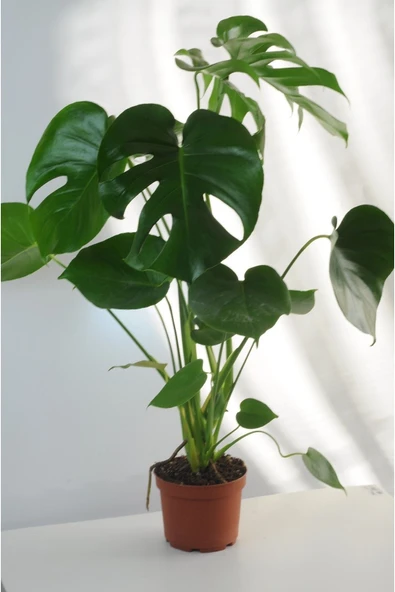 Deve Tabanı Büyük Boy Monstera Deliciosa 2