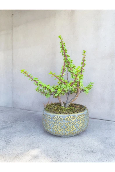 Beton Saksılı Afra Bonsai Yeşim Ağacı ürün görseli