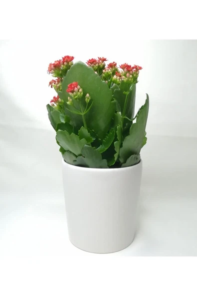 Kalanchoe Kırmızı Renkli Kalanşo Seramik Saksıda - Resim 3