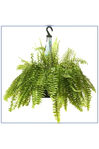 Aşk Merdiveni Büyük Askılı Saksıda Nephrolepis ürün görseli 1