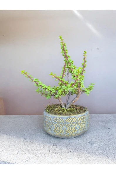 Beton Saksılı Afra Bonsai Yeşim Ağacı - Resim 2