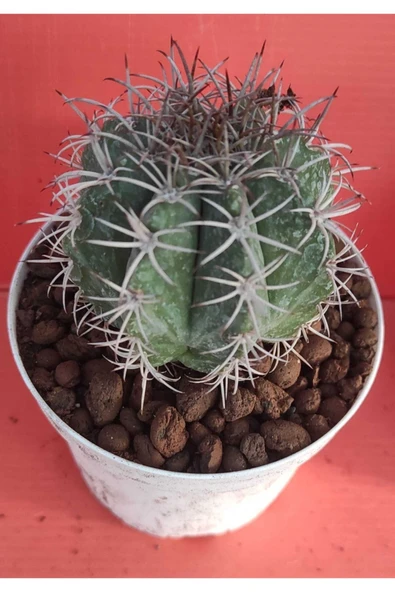 Melocactus Matanzanus ürün görseli