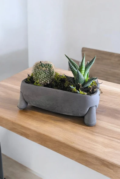 Fil Ayağı Dekoratif Taş Saksıda Mini Aranjman - Resim 4