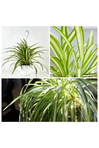 Kurdele çiçeği askılı saksıda - Resim 5