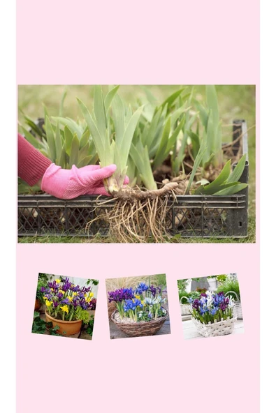 10 adet saksılık iris süsen soğanı Germany İris - Resim 7