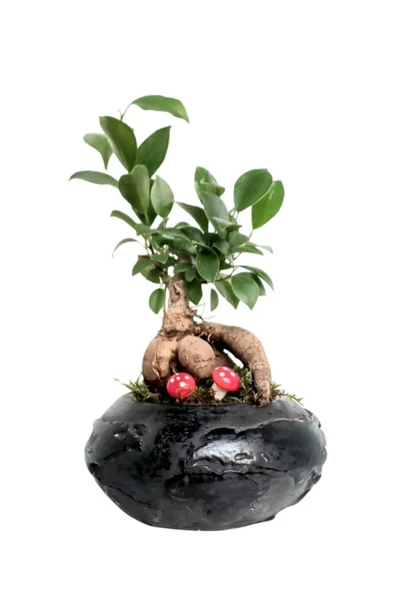 Siyah Dünya Saksıda Ficus Gingseng Bonsai ürün görseli 1