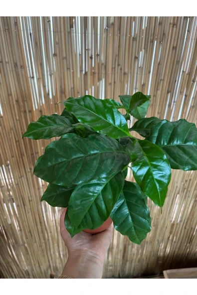 Coffea Arabica - Kahve Çiçeği - Ev Ofis Salon Iç Mekan Bitkisi - 2