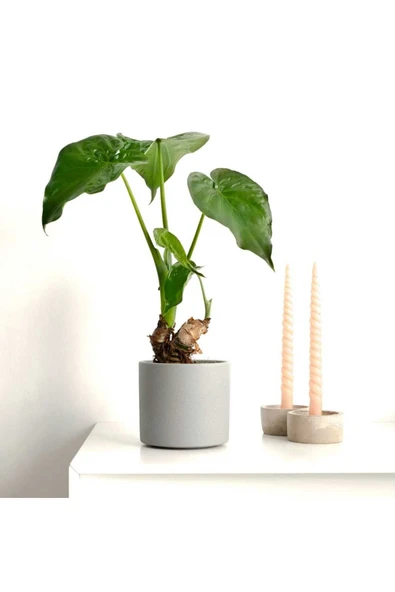 Alocasia cucullata fil kulağı hediyelik dekotatif saksıda - Resim 3