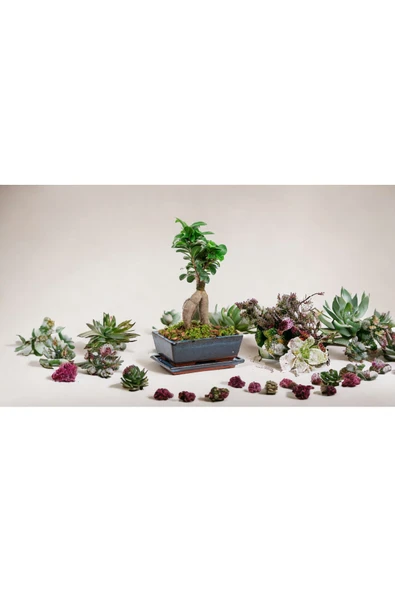 Hediyelik Bonsai özel saksıda - Resim 2