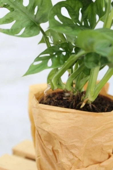 Monstera Adansonii-monstera Monkey Mask-deve Tabanı - 2