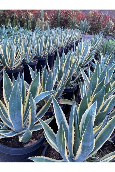 Agave Americana 12 cm Çapında Üretim Saksısında - 5