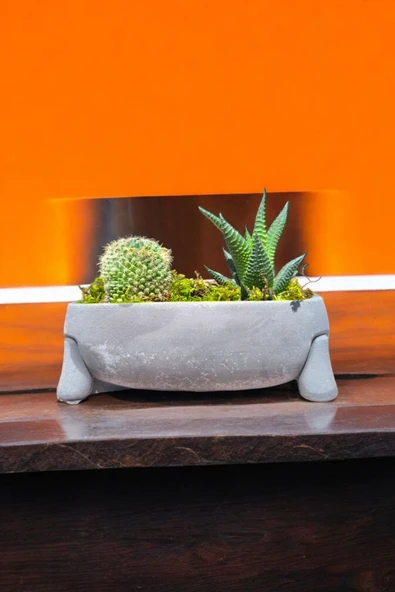 Fil Ayağı Dekoratif Taş Saksıda Mini Aranjman ürün görseli 1