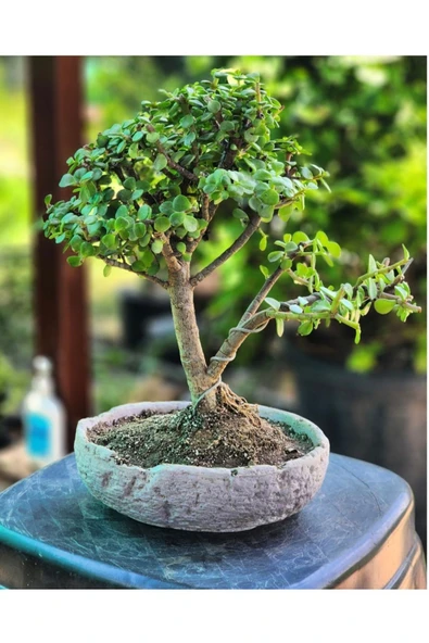 El Yapımı Dekoratif Saksıda 9 yaş Bonsai Para Şans Ağacı