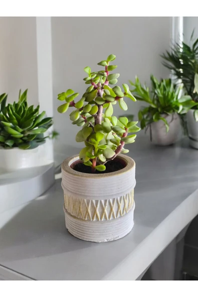 Mini Bonsai Para Ağacı Dekoratif Beton Saksıda 071 - 2