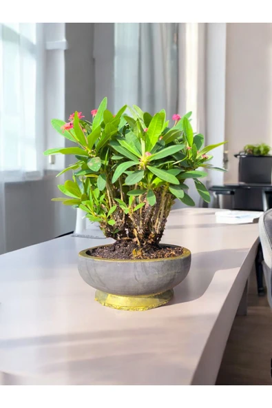 Taş Saksıda Dikenler Tacı - Resim 2