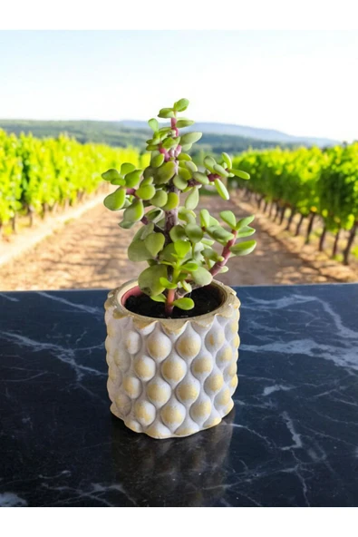Mini Bonsai Para Ağacı Dekoratif Beton Saksıda 001