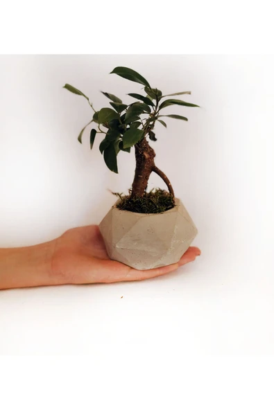 geometrik ficus bonsai - Resim 2
