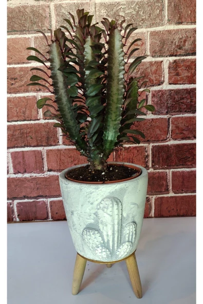 Euphorbia Trigona ürün görseli 1