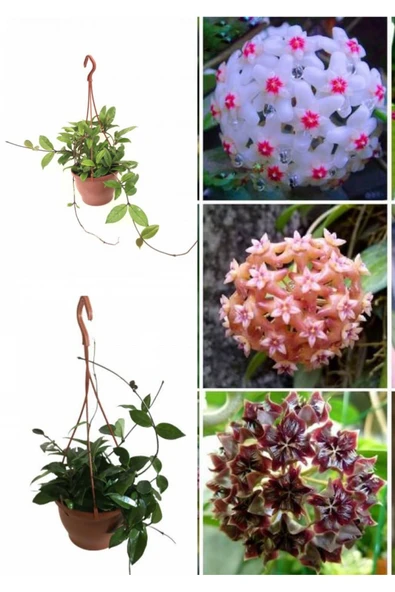 3 Adet Askılı saksıda  büyük mum çiçeği görseldeki renkler de ürün görseli