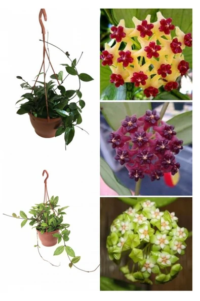 Askılı saksıda mum çiçeği - Resim 2