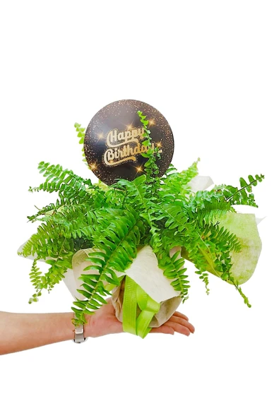 Aşk Merdiveni Nephrolepis Yeşil Canlı Bitki Özel Ambalajlı & Dekoratif Bitki & Doğum Günü Kartlı - 2