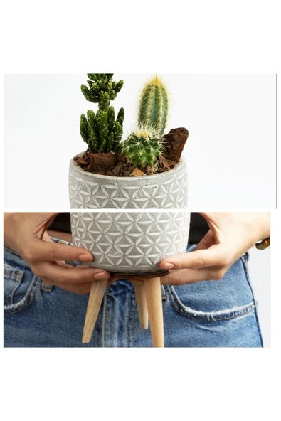 Ayaklı Şık Beton Saksıda Kaktüs Aranjmanı ürün görseli 1