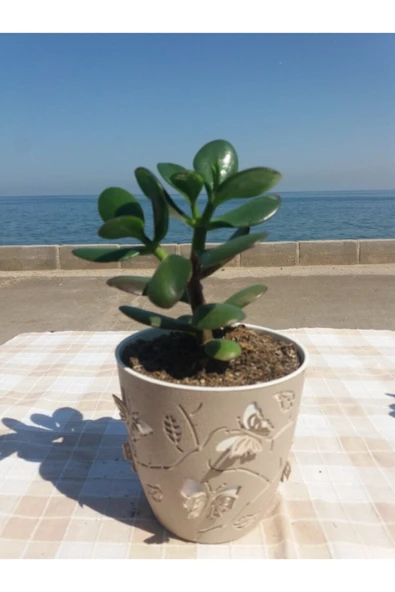 Crassula Ovata- Para Çiçeği- Bereket Bitkisi- 13-18 Cm 8 Aylık - Resim 3
