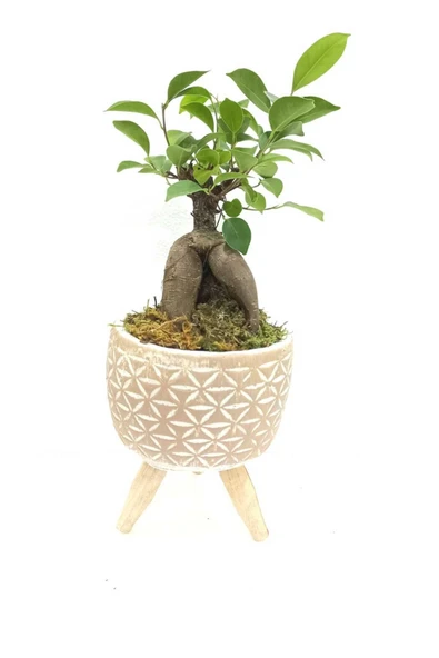 Ahşap Ayaklı Yıldız Desenli Dekoratif Beton Saksıda Ficus Ging Seng Bonsai