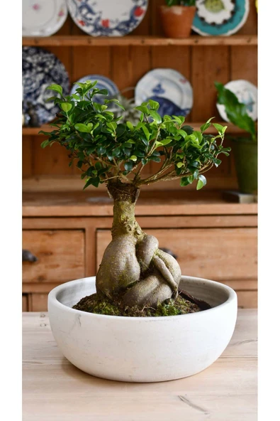 Dekoratif Saksıda Bonsai Ficus Gingseng 2500 gr Gövde 50 cm - Resim 4