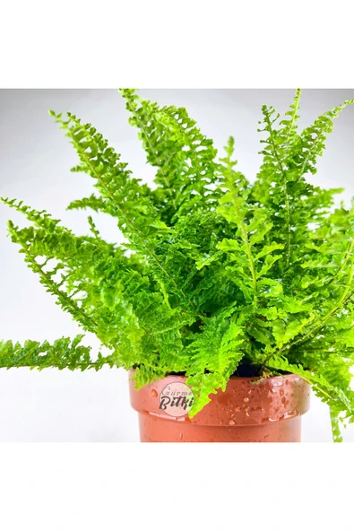 Nephrolepis Exaltata Cotton Candy (12 cm Saksıda) Özel Tür Aşk Merdiveni Eğrelti - Resim 5