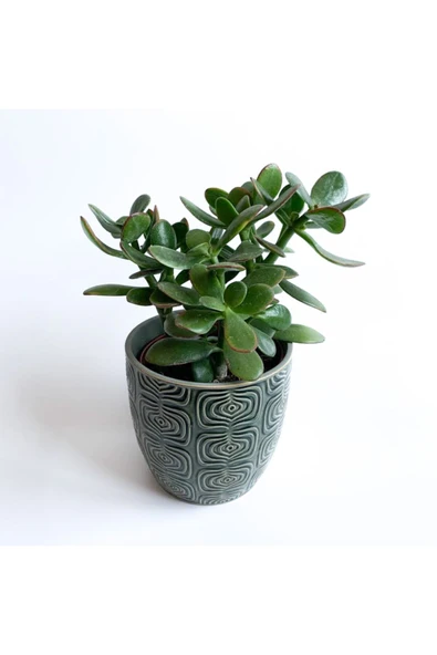 Crassula Ovata - Para Çiçeği 'gri Saksılı' ürün görseli