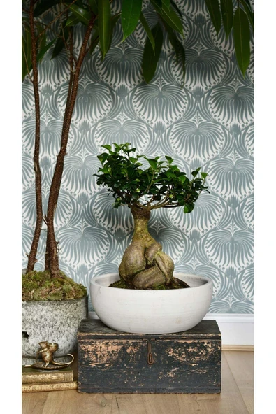 Dekoratif Saksıda Bonsai Ficus Gingseng 2500 gr Gövde 50 cm ürün görseli 1