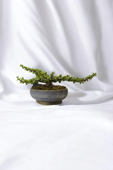 Bonsai Yeşim Ağacı Dekoratif Taş Saksıda - Resim 5