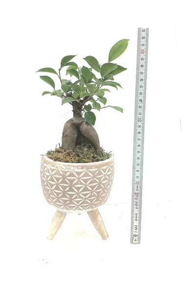 Ahşap Ayaklı Yıldız Desenli Dekoratif Beton Saksıda Ficus Ging Seng Bonsai - 2