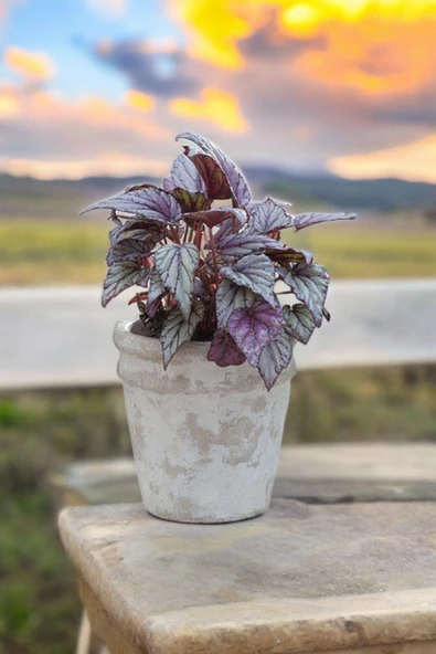 Rex Begonya Dekoratif Orkide Saksısında Begonia 01zau - Resim 4