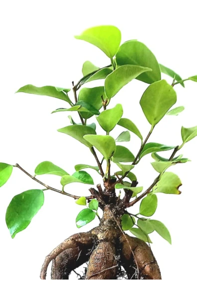 Ficus Ginseng Bonsai 8,5 Saksıda - Resim 2