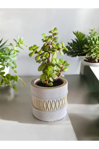 Mini Bonsai Para Ağacı Dekoratif Beton Saksıda 071 - 3