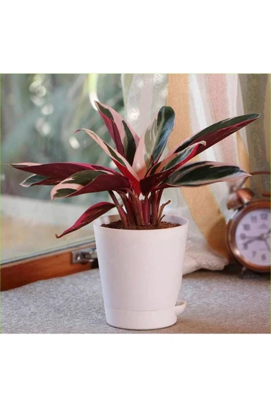 Stromanthe Dua Çiçeği 000001 ürün görseli