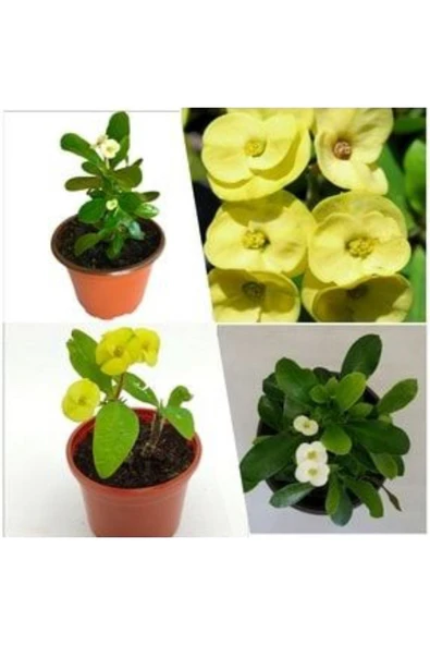 2 Adet 5.5 Saksıda Sarı ve Beyaz Dikenler Tacı ürün görseli