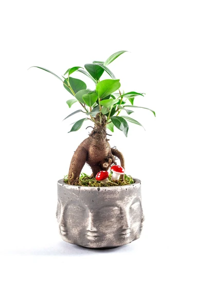 Binbir Surat Serisi Ficus Ginseng Bonsai Tasarım ürün görseli
